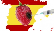 España; paraíso transgénico europeo