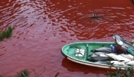 Matanza de delfines en Perú para la pesca de tiburones.